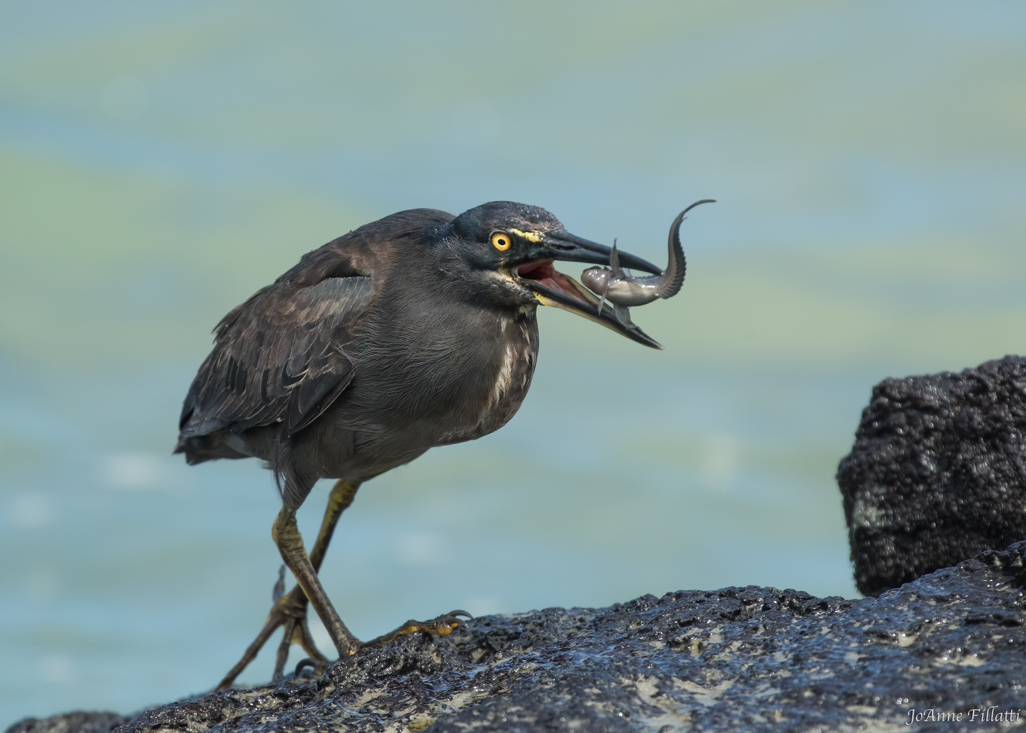 bird of galapagos image 3